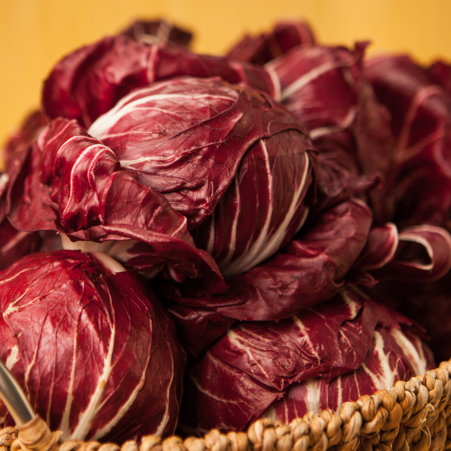 Radicchio